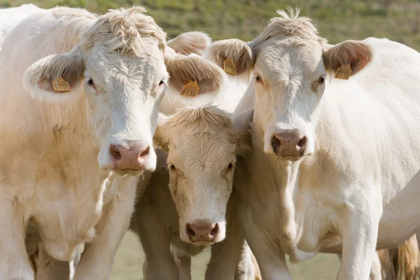 Três vacas curiosas — Fotografia de Stock