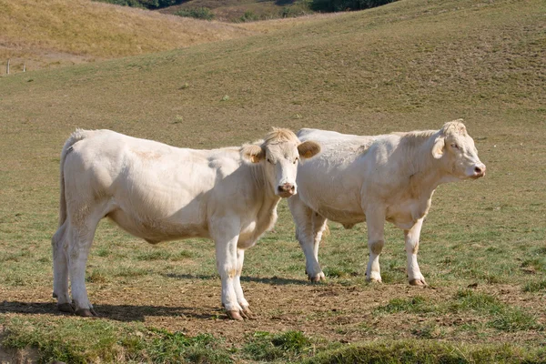 两个母牛 — 图库照片