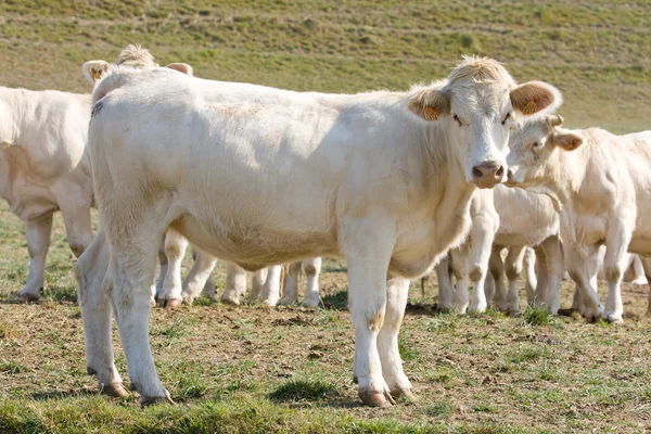Varias vacas en el prado — Foto de Stock
