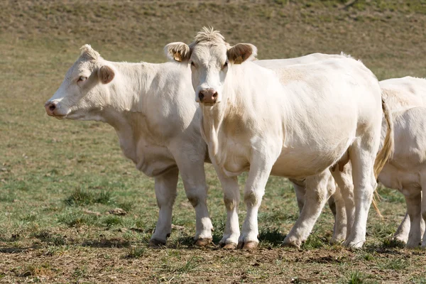 2 頭の牛と 1 つの好奇心が強い見る — ストック写真