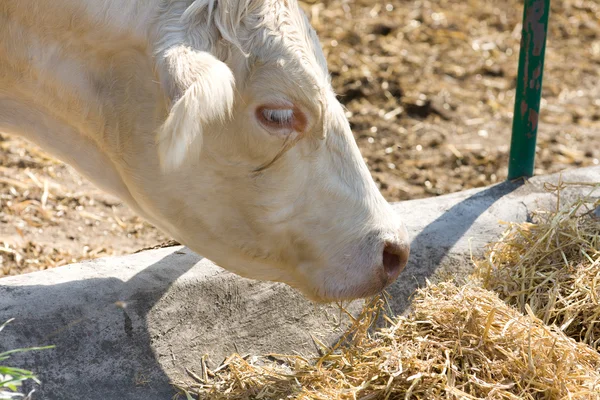 Cow eating — Stock Photo, Image