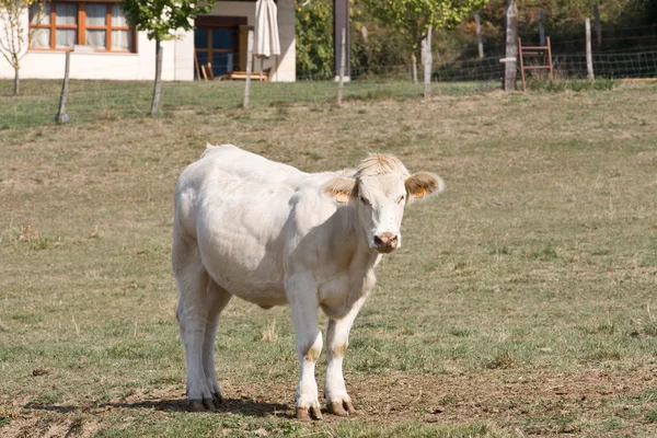 Корова на лузі — стокове фото