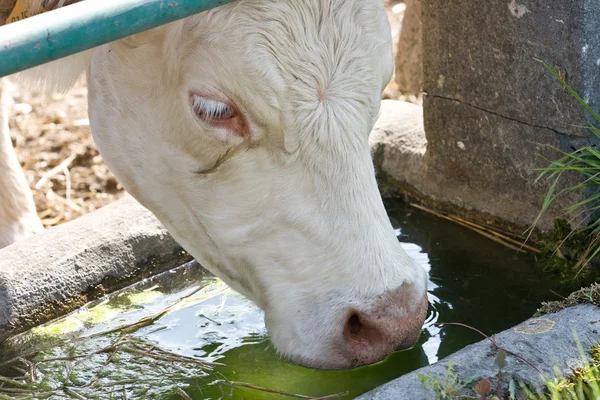 stock image Cow drinking