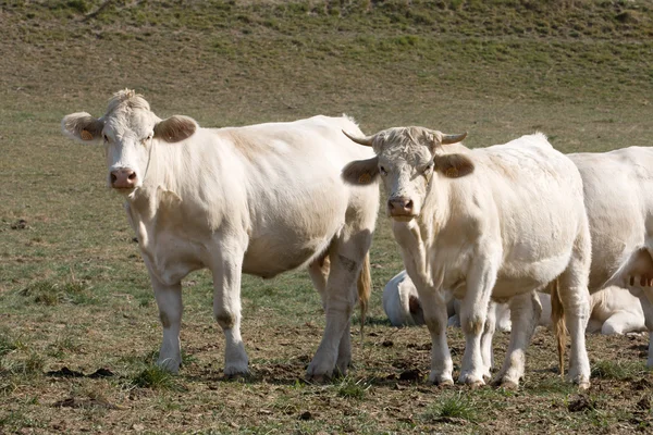 Vacas a olhar para a frente — Fotografia de Stock