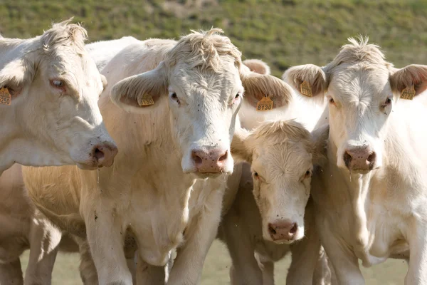 Quattro mucche curiose Immagine Stock