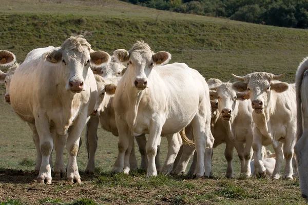 Αγελάδες που ψάχνει στο μπροστινό μέρος Royalty Free Εικόνες Αρχείου