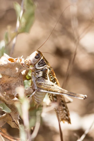 Grasshopper sentado en una flor —  Fotos de Stock