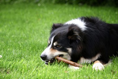 Collie Sınırı uzandı