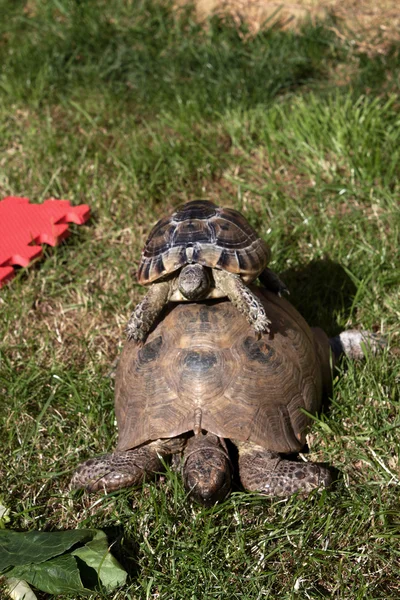 A tortoise ride — Stock Photo, Image