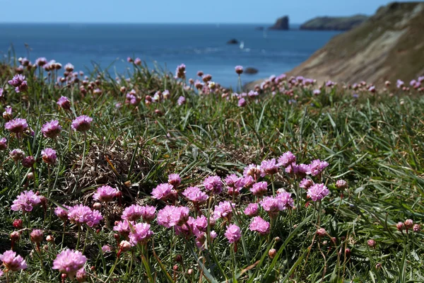 Sea view and coastal flowers — Stock Photo, Image