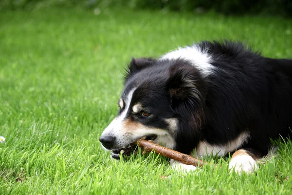 Border collie laying down — Stock Photo, Image