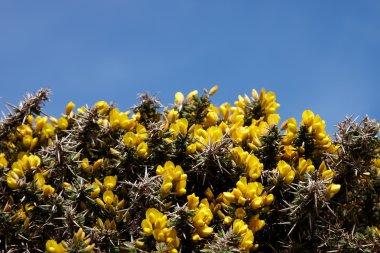 Gorse with blue sky background clipart