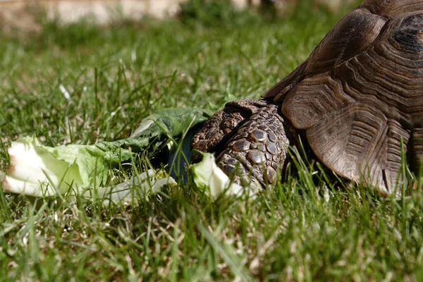 A tortoise at lunch — Stock Photo, Image
