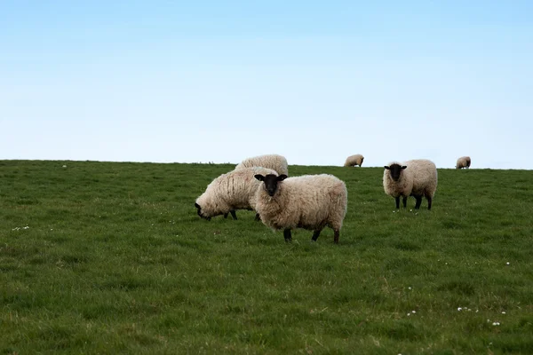 Witte schapen zwarte gezichten — Stockfoto