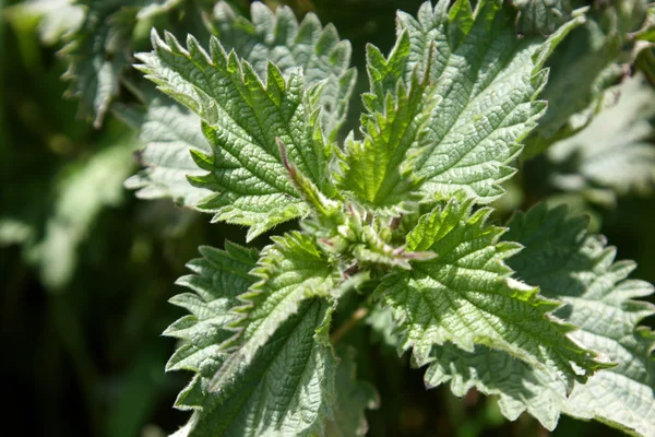 stock image A nettle