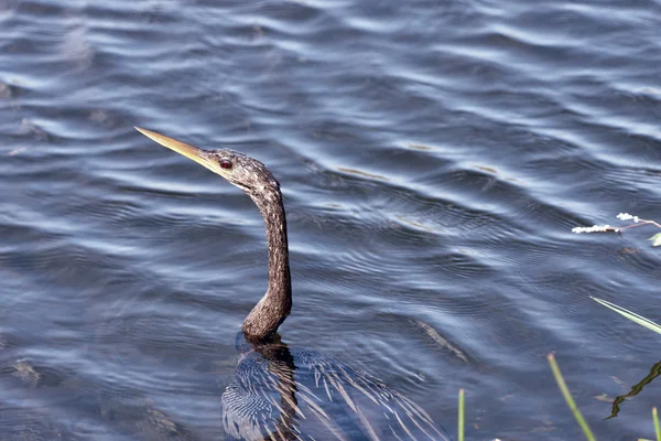 Ein Vogel im Wasser — Stockfoto