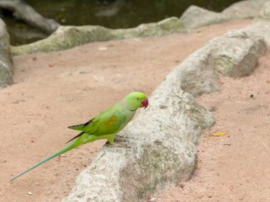 yeşil papağan kuşu
