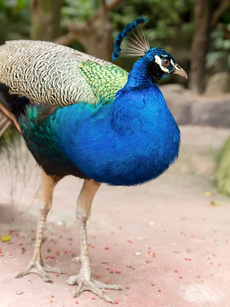 Peacock Garden — Stok fotoğraf