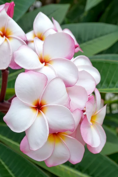 Plumeria lub frangipani kwiaty — Zdjęcie stockowe