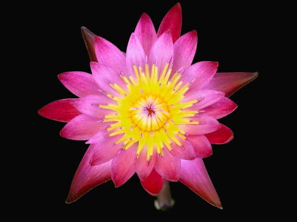 stock image Red lotus flower isolated on black background