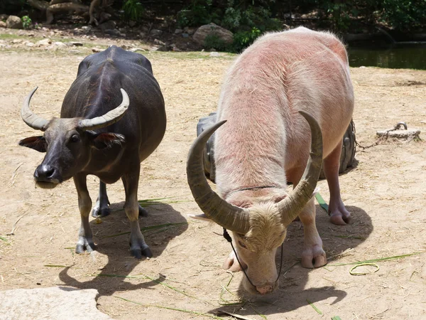 Zwart-wit buffel — Stockfoto
