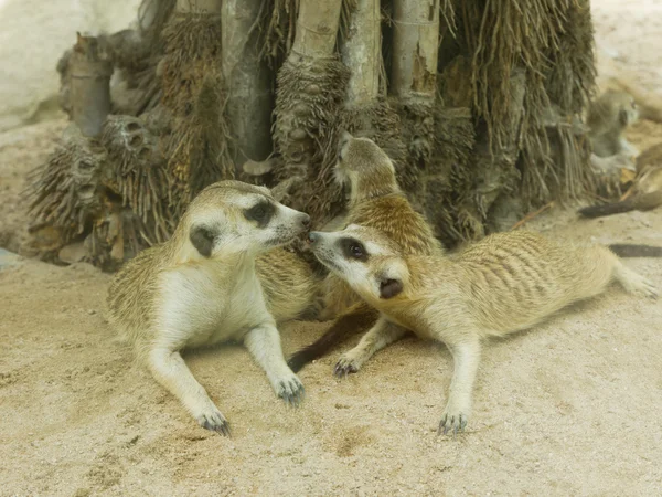Første kyss av surikat – stockfoto
