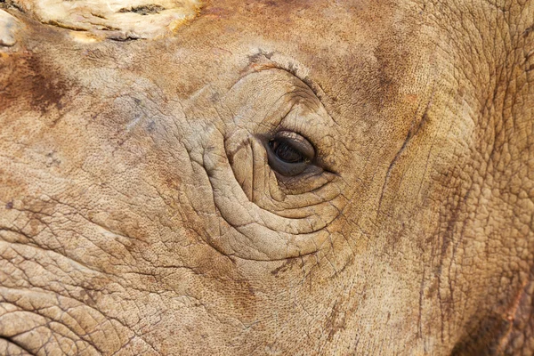 Крупный план глаза носорога — стоковое фото
