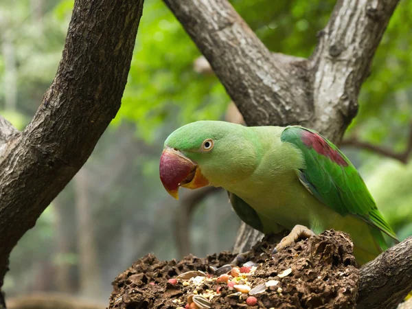 Groene papegaai vogel — Stockfoto