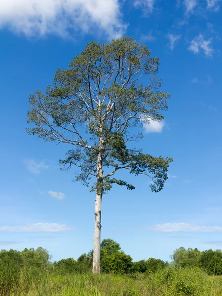 Singolo grande albero sotto cielo nuvoloso — Foto Stock