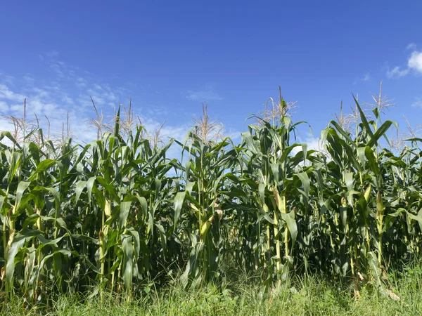 stock image Field of corn growing and blue sky