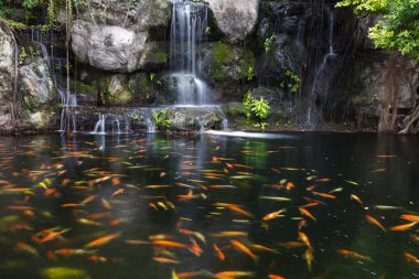 Koi balıkları Garden bir şelale gölet