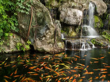 Koi balıkları Garden bir şelale gölet