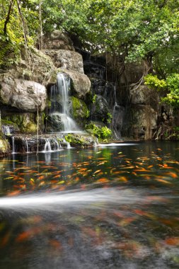Koi balıkları Garden bir şelale gölet