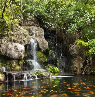 Koi balıkları Garden bir şelale gölet