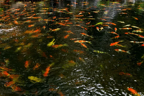 Peixe Koi na lagoa no jardim — Fotografia de Stock