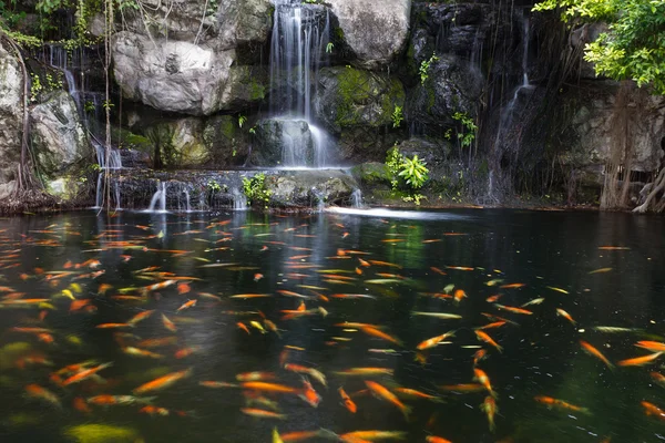Риба кої в ставку в саду з водоспадом — стокове фото