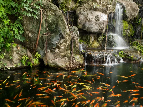 Koi peces en el estanque en el jardín con una cascada —  Fotos de Stock