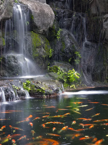 Koi peces en el estanque en el jardín con una cascada —  Fotos de Stock