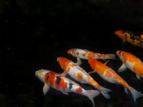 Pesce di Koi — Foto Stock