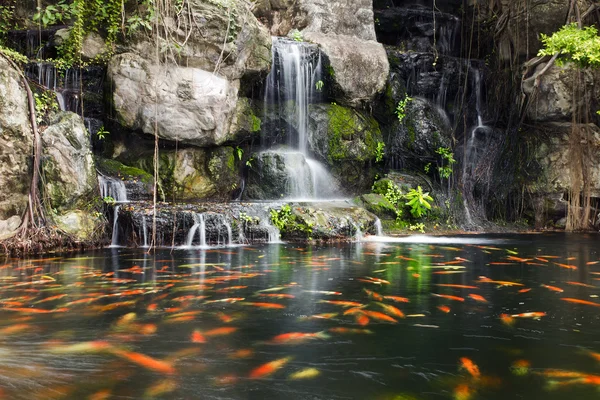 Peixe Koi na lagoa no jardim com uma cachoeira Fotos De Bancos De Imagens