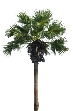 Beyaz arkaplanda izole edilmiş palmiye ağacı