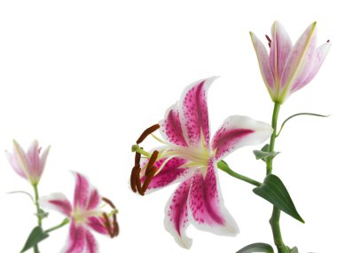 Beyaz arkaplanda izole edilmiş zambak çiçeği