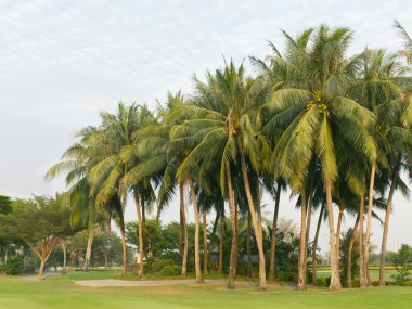 Coconut palms tree on the green field at golf club clipart