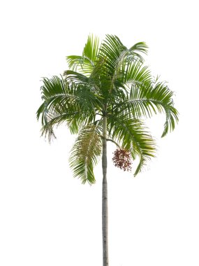 Palm tree isolated on white background clipart