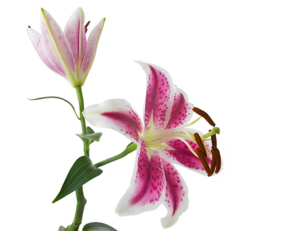 Lelie bloem geïsoleerd op witte achtergrond — Stockfoto