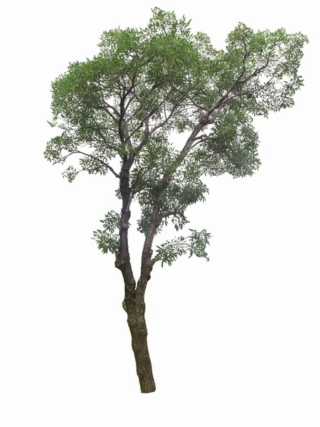 Drzewo na białym tle na biały baskgrounds — Zdjęcie stockowe
