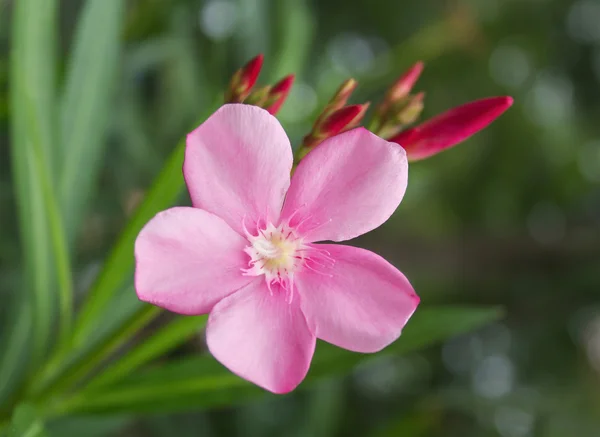 Rózsaszín virág vagy Oleander virág a kertben — Stock Fotó