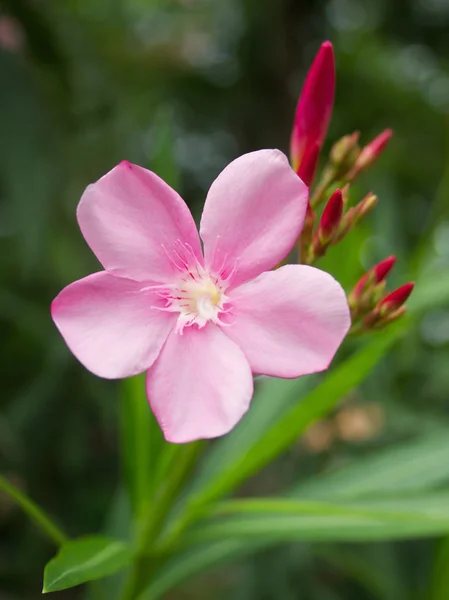 Rosa blomst eller Oleanderblomst i hagen – stockfoto