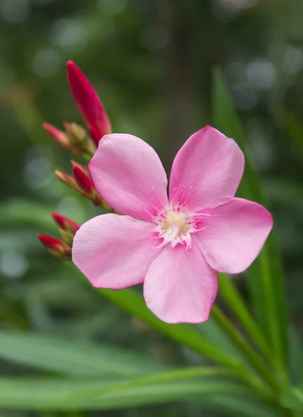 Rózsaszín virág vagy Oleander virág a kertben — Stock Fotó