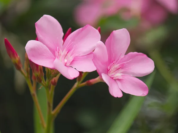 Flor rosa ou flor de Oleandro no jardim — Fotografia de Stock